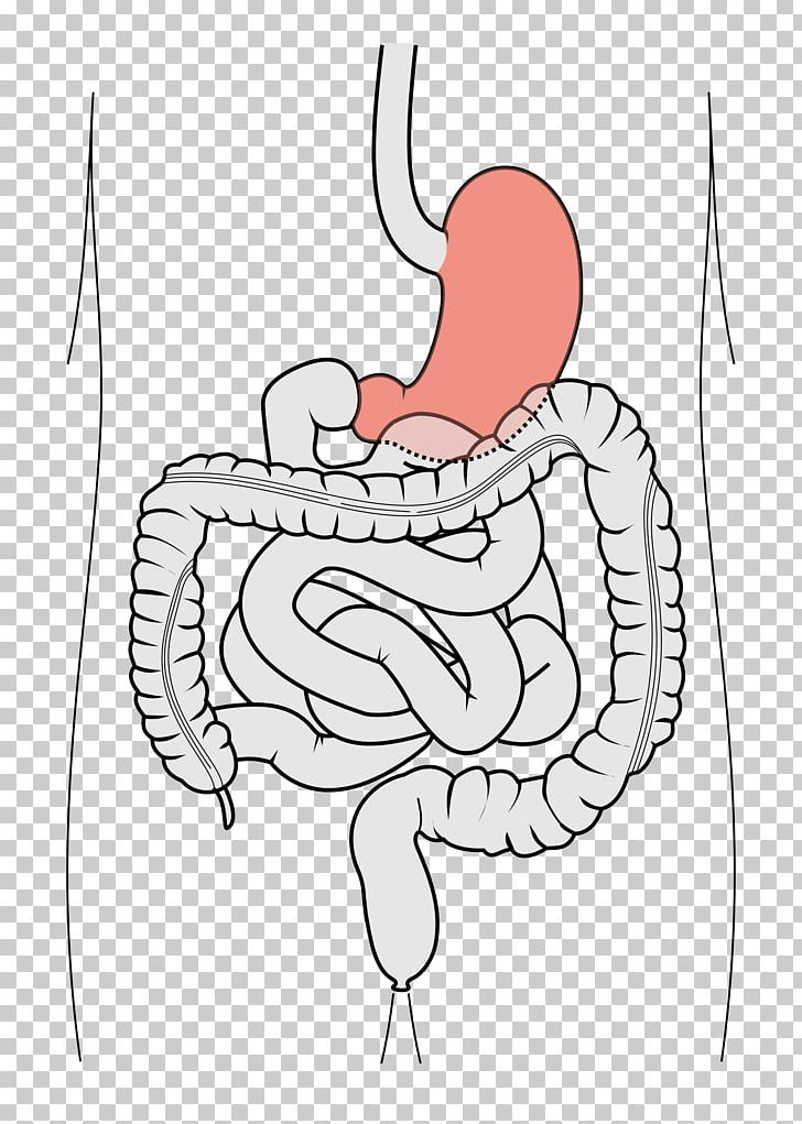 Duodenum Finger Appendix Gastrointestinal Tract Small Intestine PNG, Clipart, Anatomy, Angle, Arm, Biology, Cartoon Free PNG Download