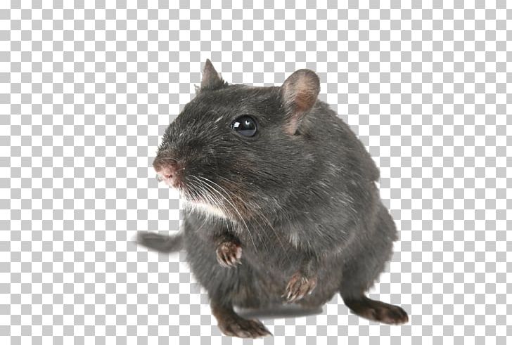 Gerbil Mouse Rodent Rat Hamster PNG, Clipart, Animal, Animals, Canidae, Degu, European Water Vole Free PNG Download