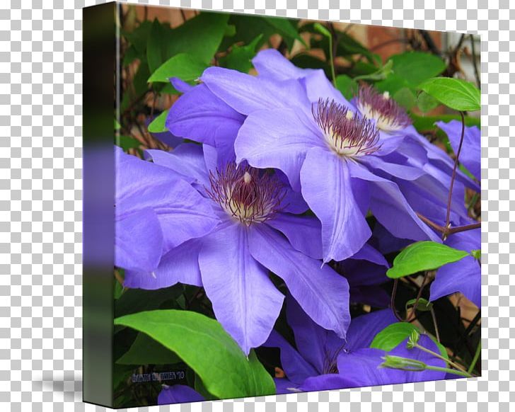 Leather Flower Annual Plant PNG, Clipart, Annual Plant, Blue, Clematis, Flora, Flower Free PNG Download