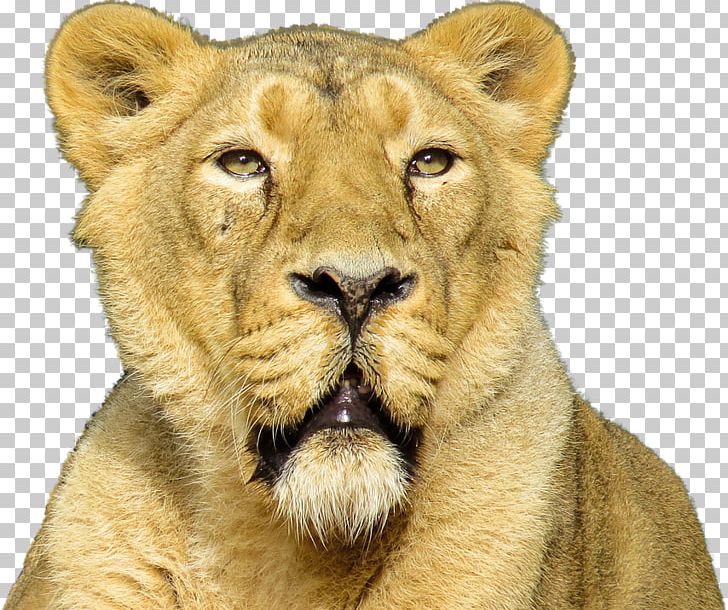 Lion Felidae Siberian Tiger Cat PNG, Clipart, Animal, Animals, Big Cat, Big Cats, Carnivoran Free PNG Download