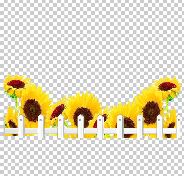 Common Sunflower PNG, Clipart, Button, Computer Wallpaper, Daisy Family, Fence, Flower Free PNG Download