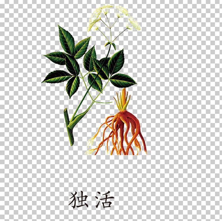 Female Ginseng Angelica Dahurica Angelica Archangelica Extract Traditional Chinese Medicine PNG, Clipart, Ang, Apiaceae, Botany, Branch, Chinese Lantern Free PNG Download