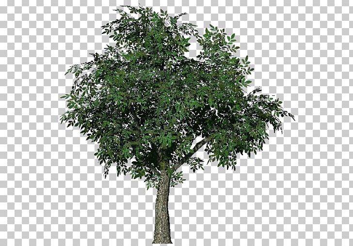Tree 3D Computer Graphics Wavefront .obj File Animation 3D Modeling PNG, Clipart, 3d Computer Graphics, 3d Modeling, Angel Oak, Animation, Arboles Free PNG Download