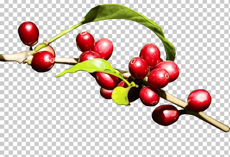 Coffee Bean PNG, Clipart, Arabica Coffee, Arctostaphylos, Arctostaphylos Uvaursi, Bean, Berries Free PNG Download
