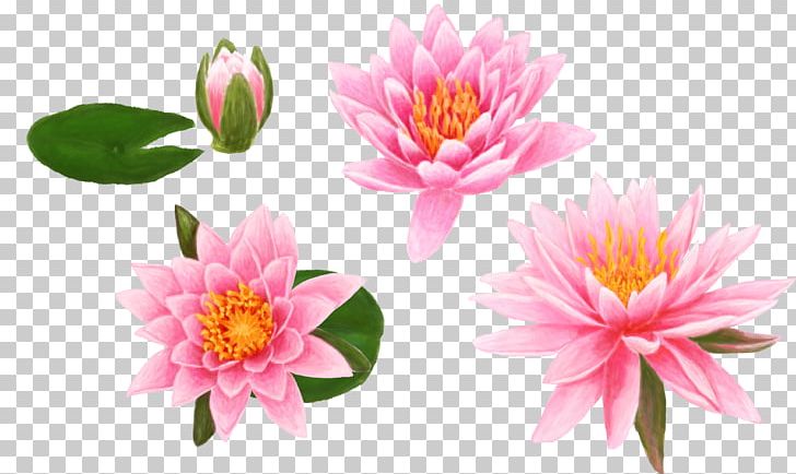 Egyptian Lotus High-definition Television Desktop Lilium High-definition Video PNG, Clipart, 4k Resolution, Annual Plant, Aquatic Plant, Bud, Color Splash Free PNG Download