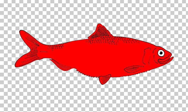 Fish PNG, Clipart, Bony Fish, Cute Salmon Cliparts, Fauna, Fish, Free Content Free PNG Download