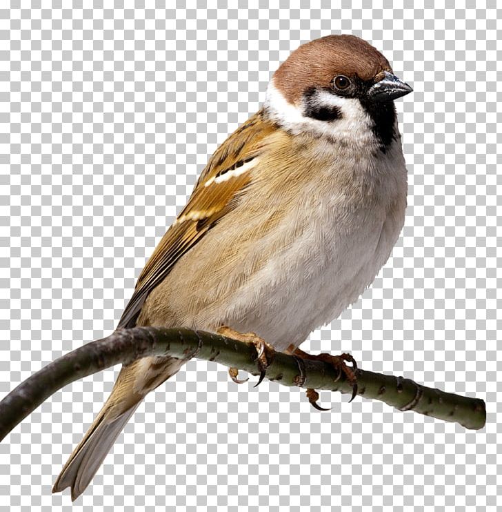 House Sparrow Bird PNG, Clipart, American Sparrows, Animals, Beak, Bird, Chipping Sparrow Free PNG Download