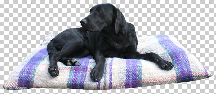 Labrador Retriever Flat-Coated Retriever Dog Breed Snout PNG, Clipart, Bed, Breed, Crossbreed, Dog, Dog Bed Free PNG Download