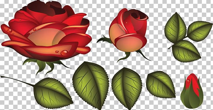 Cut Flowers Garden Roses PNG, Clipart, Blush Floral, Bud, Cut Flowers, Flora, Floral Design Free PNG Download