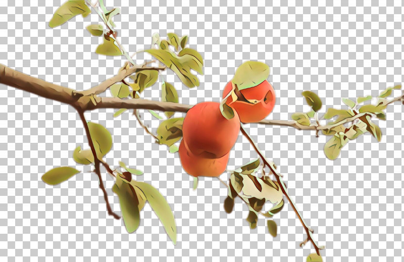 Plant Branch Flower Fruit Tree PNG, Clipart, Branch, Flower, Food, Fruit, Plant Free PNG Download