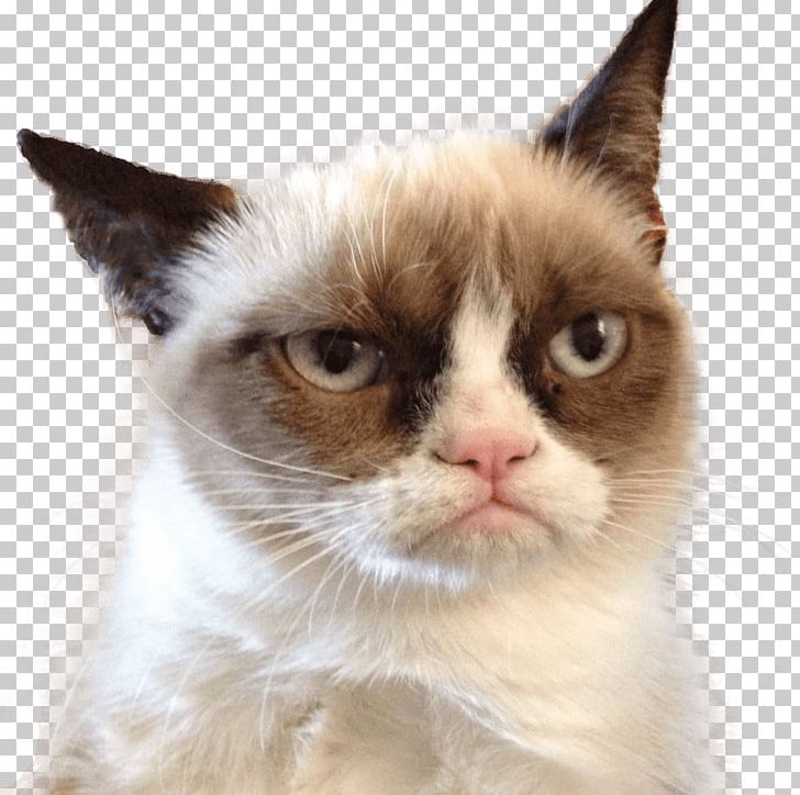 Grumpy Cat Pet Sitting Felidae PNG, Clipart, American Wirehair, Animals, Breed, Cat, Cat Like Mammal Free PNG Download