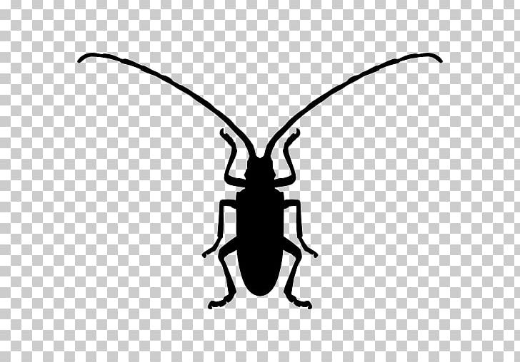 Longhorn Beetle Computer Icons Symbol Asian Lady Beetle PNG, Clipart, Animal, Animals, Artwork, Asian Lady Beetle, Beetle Free PNG Download
