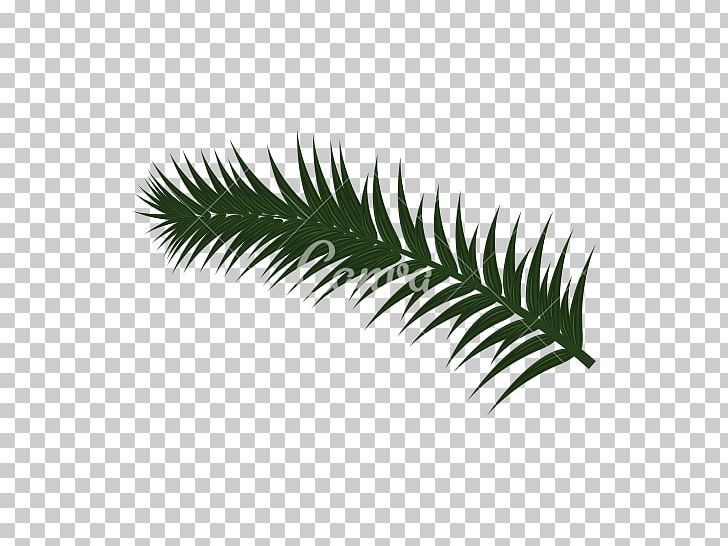 Polytrichum Commune Leaf Computer Icons PNG, Clipart, Arecales, Color, Computer Icons, Gametophyte, Leaf Free PNG Download