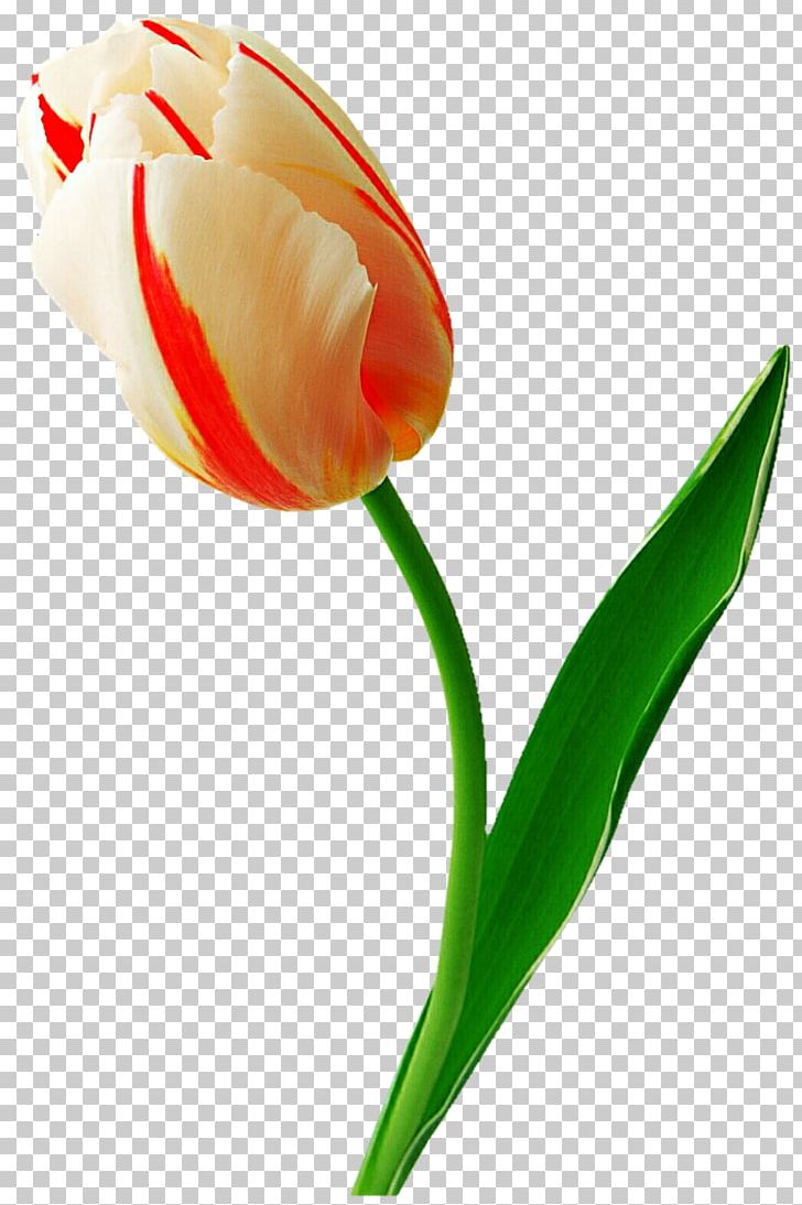 Tulip Flower PNG, Clipart, Blog, Clip Art, Cut Flowers, Flower, Flower Bouquet Free PNG Download