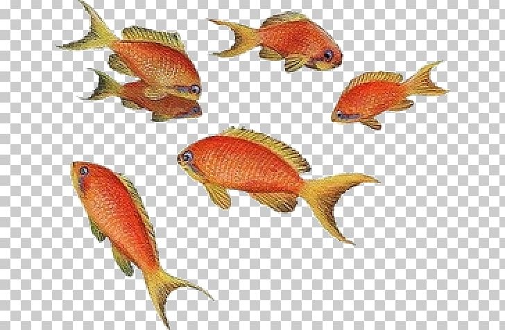 Goldfish Angelfish Aquarium Tropical Fish PNG, Clipart, Angelfish, Animals, Aquarium, Aquariums, Bony Fish Free PNG Download