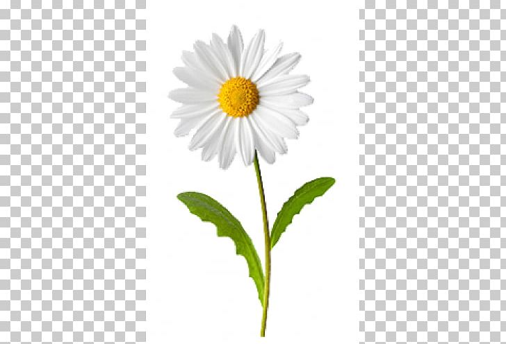 Oxeye Daisy Chamomile Flower Common Daisy Transvaal Daisy PNG, Clipart, Annual Plant, Birth Flower, Chamaemelum Nobile, Chamomile, Chrysanths Free PNG Download