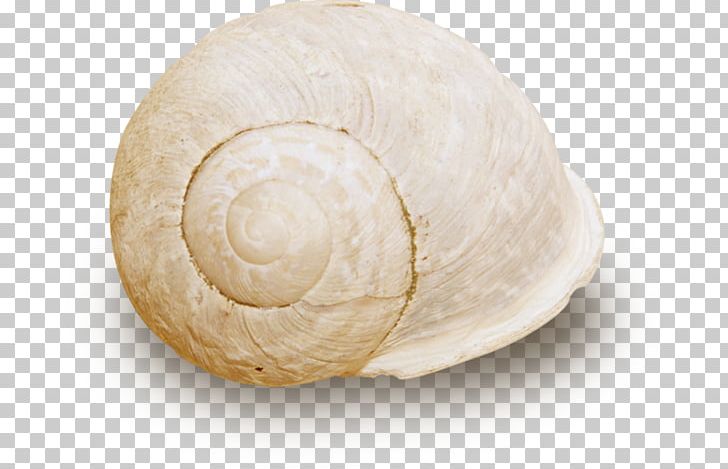 Sea Snail Nautilida Veneroida PNG, Clipart, Background White, Black White, Clams Oysters Mussels And Scallops, Free, Nautilida Free PNG Download