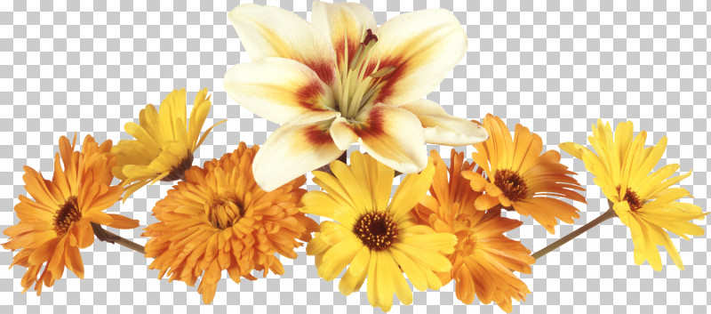 Flower Border Flower Background Floral Line PNG, Clipart, Calendula, Cut Flowers, English Marigold, Floral Line, Flower Free PNG Download