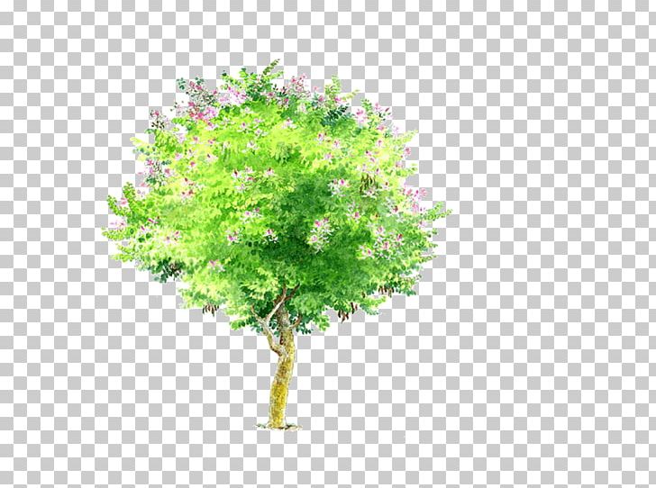 Bauhinia Variegata Bauhinia Xd7 Blakeana Phanera Purpurea Tree PNG, Clipart, Adobe Freehand, Adobe Illustrator, Autumn Tree, Bauhinia, Bauhinia Xd7 Blakeana Free PNG Download