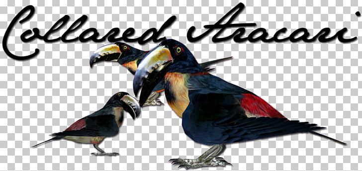 Collared Aracari Bird Animal Leopard Beak PNG, Clipart, Advertising, Animal, Animal Figure, Animals, Aracari Free PNG Download