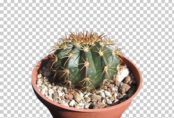 San Pedro Cactus Prickly Pear Flowerpot Strawberry Hedgehog Cactus Cactaceae PNG, Clipart, Cactaceae, Cactus, Caryophyllales, Flowering Plant, Flowerpot Free PNG Download