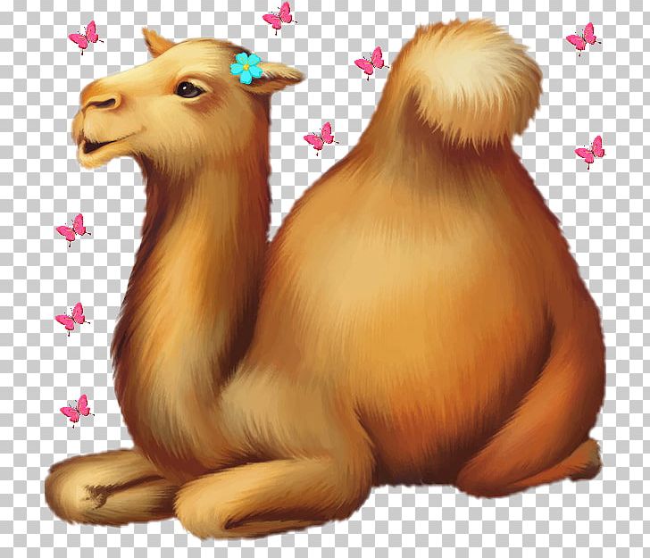 Dromedary Bactrian Camel Stock Photography Graphics PNG, Clipart, Animal, Arabian Camel, Bactrian Camel, Camel, Camel Cartoon Free PNG Download