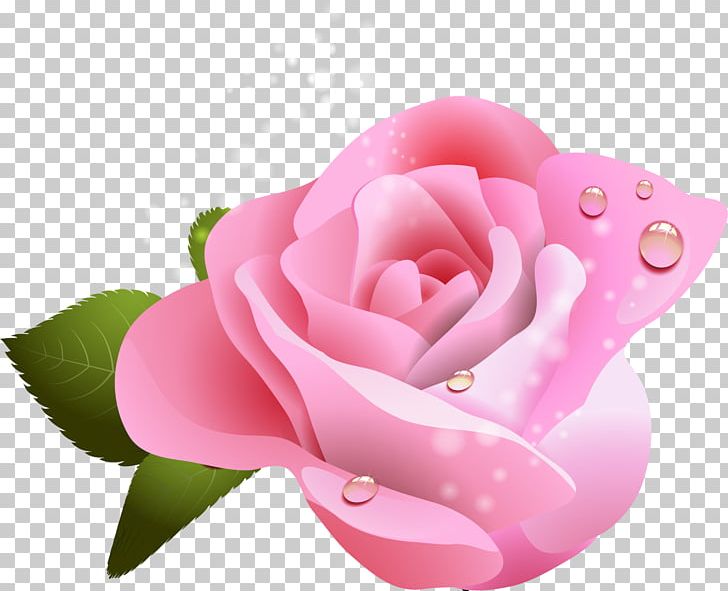 Garden Roses White Red Yellow PNG, Clipart, Closeup, Cut Flowers, Fbb, Floribunda, Flower Free PNG Download