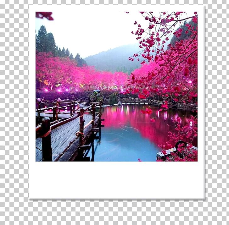 Japan Cherry Blossom Landscape PNG, Clipart, Blossom, Cherry Blossom, Computer Wallpaper, Corea Del Sur, Desktop Wallpaper Free PNG Download