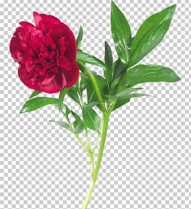 Peony PNG, Clipart, Annual Plant, Archive File, Carnation, Cicek, Clip Art Free PNG Download