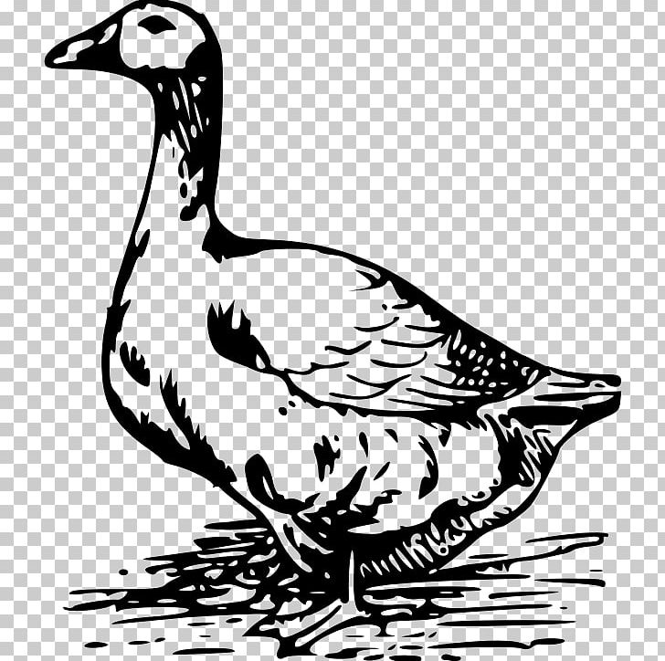 Swan Goose Duck Bird PNG, Clipart, Anatidae, Animal, Animals, Art, Artwork Free PNG Download