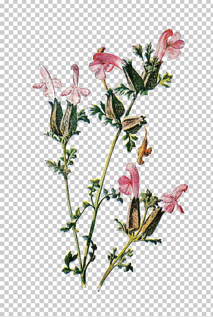 Wildflower PNG, Clipart, Antique, Art, Branch, Cut Flowers, Drawing Free PNG Download