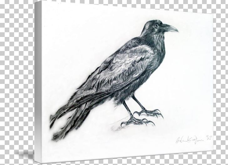 American Crow Common Raven Drawing /m/02csf White PNG, Clipart, American Crow, Animals, Beak, Bird, Black And White Free PNG Download