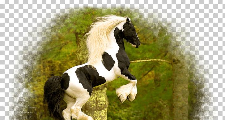 Gypsy Horse Mane Foal Pony Stallion PNG, Clipart, Breed, Bridle, Colt, Farm, Foal Free PNG Download