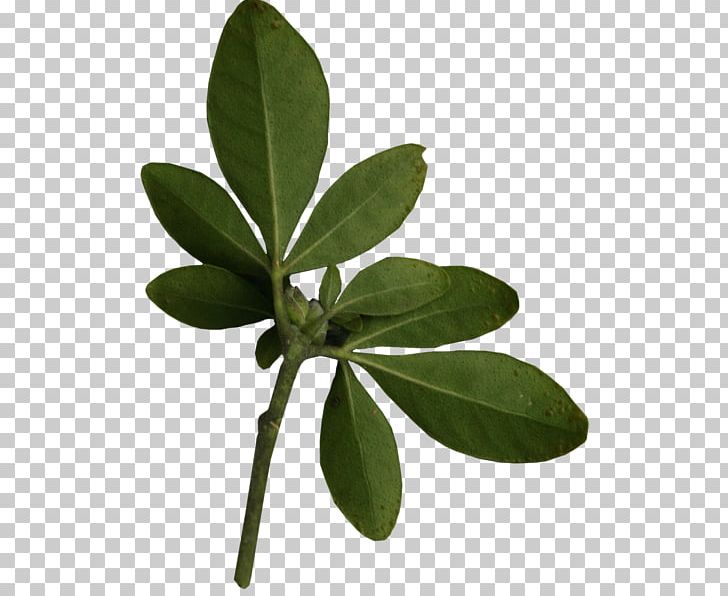 Leaf Plant Leaves PNG, Clipart, Animation, Autumn Leaves, Bit, Blog, Branch Free PNG Download