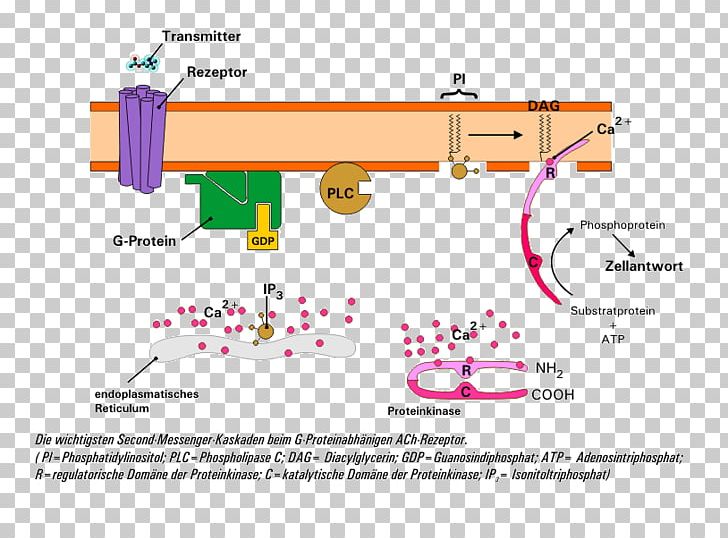 Nicotinic Acetylcholine Receptor Nicotinic Acetylcholine Receptor Second Messenger System PNG, Clipart, Acetylcholine, Acetylcholine Receptor, Angle, Central Nervous System, Material Free PNG Download