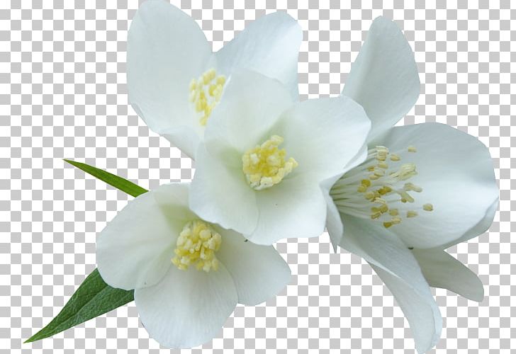 White Flower Color PNG, Clipart, Blossom, Color, Dia, Digital Image, Drawing Free PNG Download