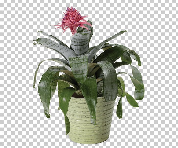 Aechmea Fasciata Guzmania Houseplant Cut Flowers PNG, Clipart, Aechmea, Aechmea Fasciata, Bromeliad, Bromeliads, Connells Maple Lee Flowers Gifts Free PNG Download