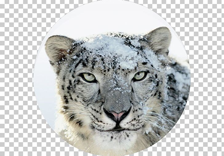 Mac OS X Snow Leopard MacOS Mac OS X Leopard Mac OS X Lion PNG, Clipart, Apple Disk Image, Attack, Big Cats, Carnivoran, Cat Like Mammal Free PNG Download