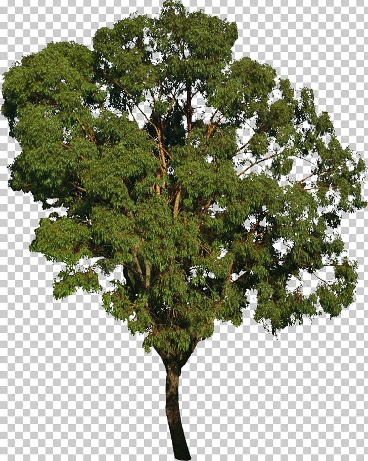 Tree Bonsai Deciduous Forest PNG, Clipart, Bonsai, Branch, Bushes, Deciduous, Deciduous Forest Free PNG Download