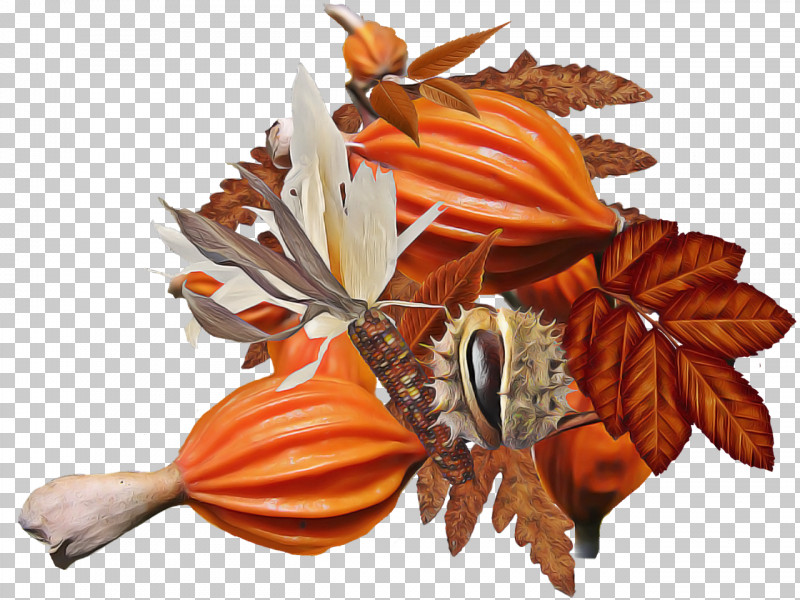 Orange PNG, Clipart, Autumn, Flower, Leaf, Orange, Plant Free PNG Download