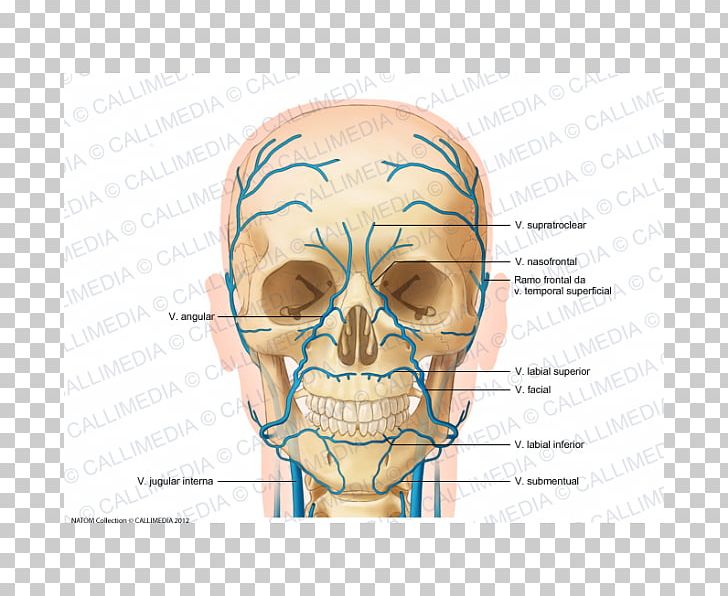 Anterior Jugular Vein Head And Neck Anatomy Supratrochlear Artery PNG, Clipart, Anatomy, Anterior Jugular Vein, Artery, Bone, Cheek Free PNG Download