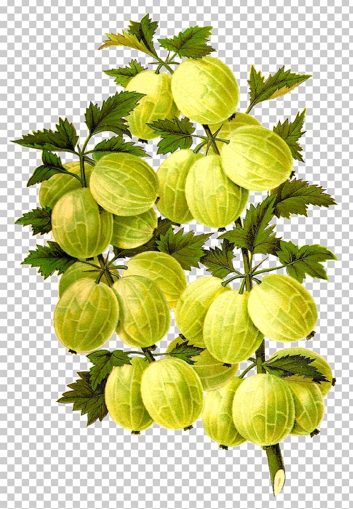 Gooseberry Blackberry PNG, Clipart, Amla, Art, Berry, Blackberry, Canvas Print Free PNG Download
