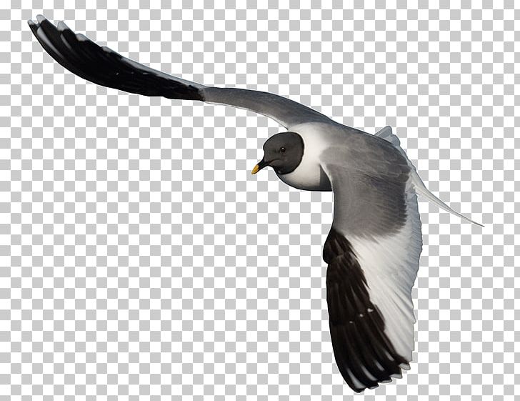 Gulls Bird Albatross Beak Neck PNG, Clipart, Albatross, Animals, Beak, Bird, Bird Of Prey Free PNG Download