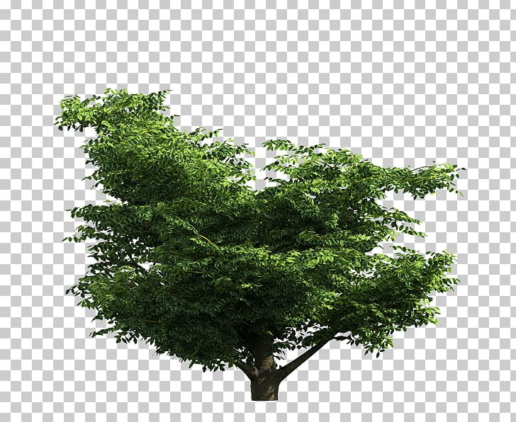 Tree Branch Digital PNG, Clipart, 19 February, Branch, Digital Image, Download, Evergreen Free PNG Download