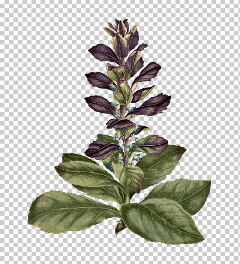 Plant Stem Basil Leaf Herbal Medicine Plants PNG, Clipart, Basil, Biology, Herbal Medicine, Leaf, Plants Free PNG Download