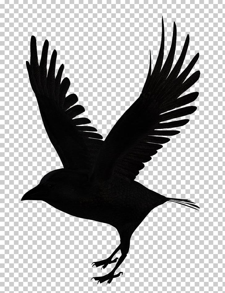 Bird PNG, Clipart, Adobe Illustrator, Animal, Animals, Beak, Bird Cage Free PNG Download