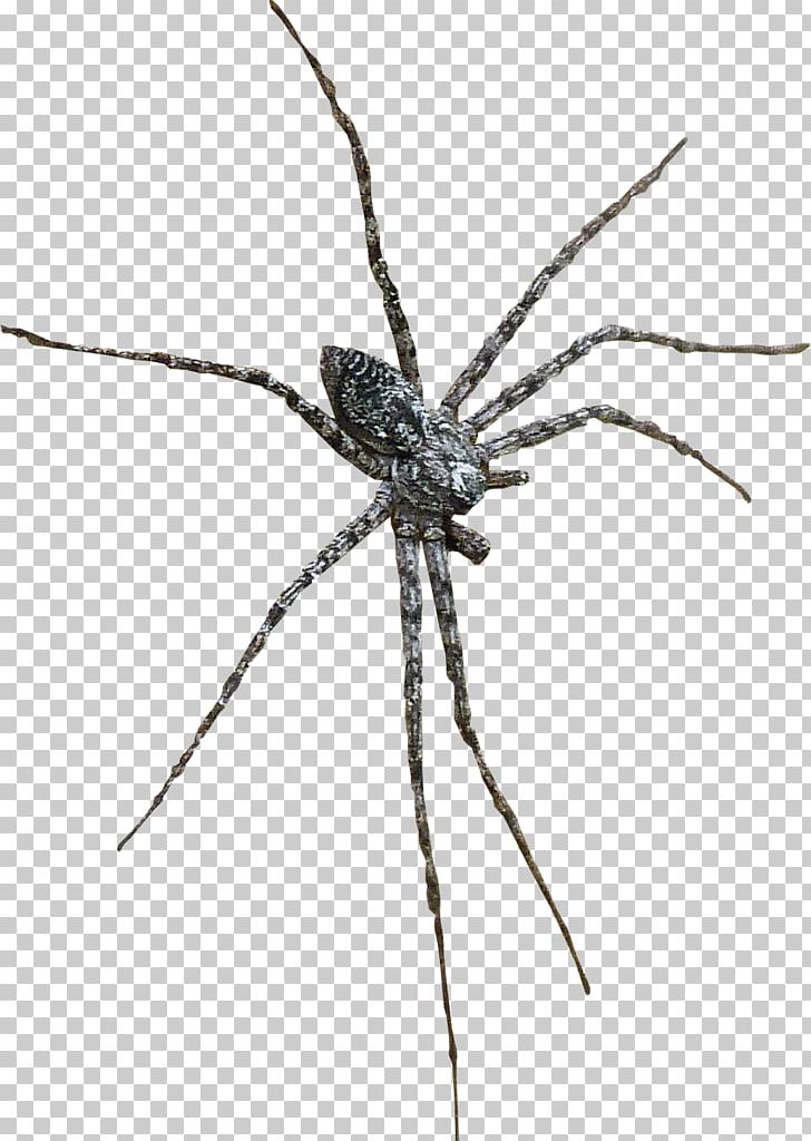 Barn Spider Widow Spiders Wolf Spider Insect PNG, Clipart, Angulate Orbweavers, Arachnid, Araneus, Araneus Cavaticus, Arthropod Free PNG Download