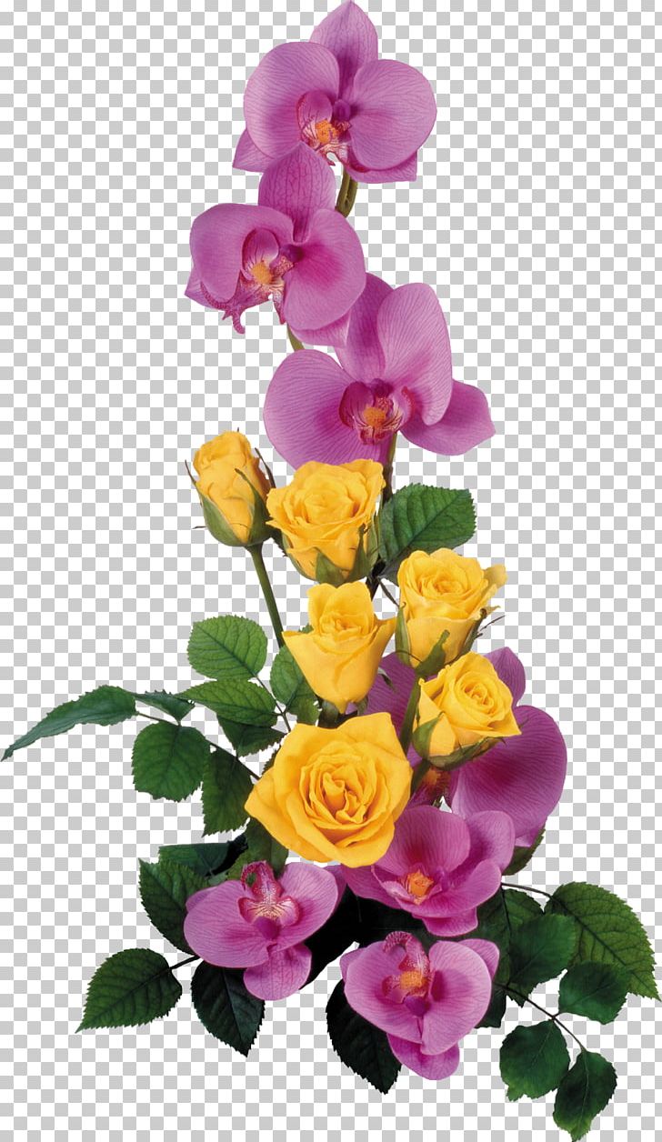 Garden Roses Flower PNG, Clipart, Blue Rose, Cut Flowers, Download, Floral Design, Floristry Free PNG Download