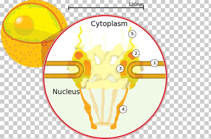 Nuclear Pore Cell Nucleus Nuclear Envelope Nucleoporin 62 PNG, Clipart,  Free PNG Download