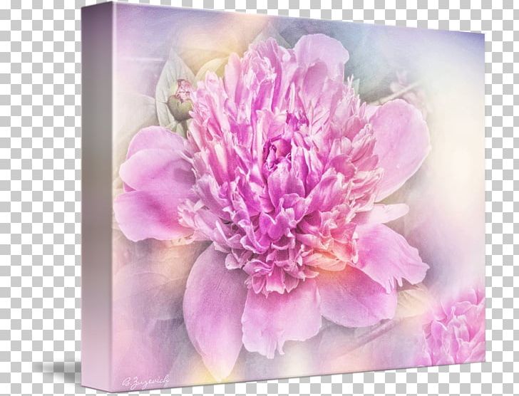 Peony Floral Design Cut Flowers Chrysanthemum PNG, Clipart, Chrysanthemum, Chrysanths, Cut Flowers, Floral Design, Flower Free PNG Download
